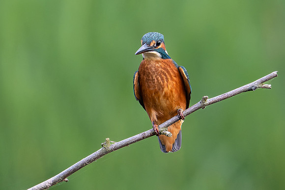 Kingfisher 300724-2