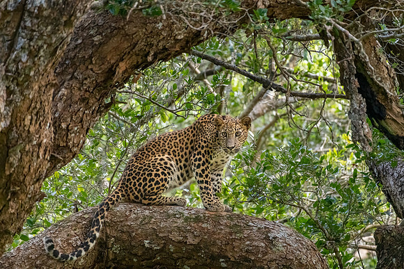 Young Leopard in Tree -1
