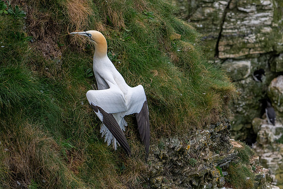 Bempton-76