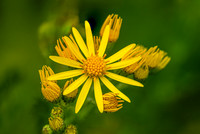 Ragwort 010724