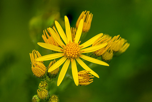 Ragwort 010724