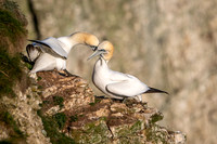 Bempton-177
