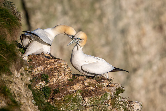 Bempton-177