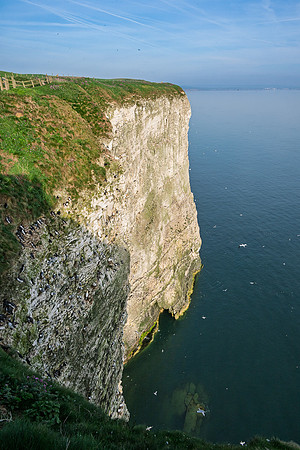 Bempton-109