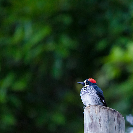 Acorn Woodpecker