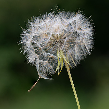 Goat’s-beard Tragopogon pratensis Seedhead 010724