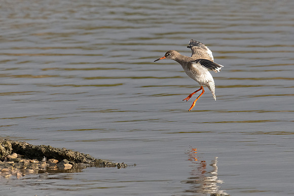 Redshank 230222