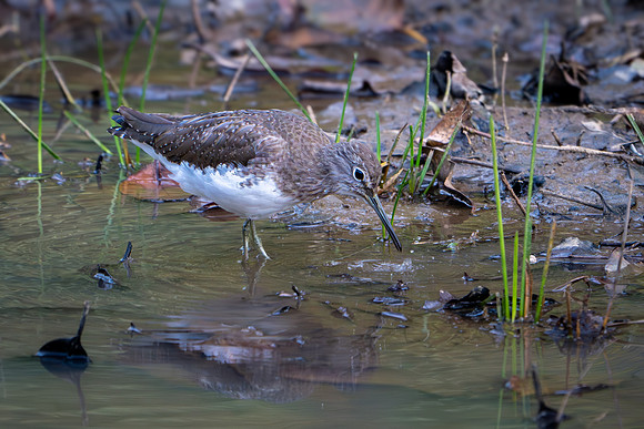 Green Sandpiper