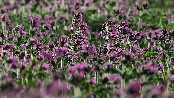 Bempton-156