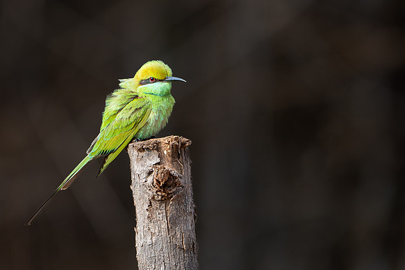 Asian Green Bee-eater -1