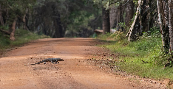 Monitor Lizard -1