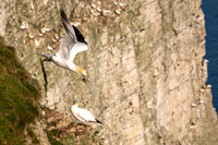 Bempton-175