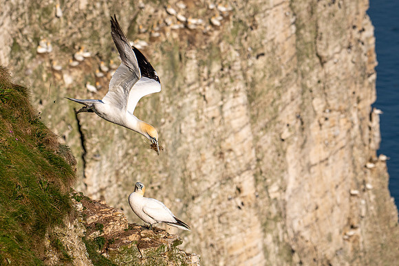 Bempton-175