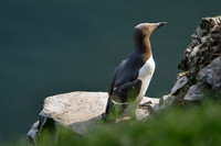 Guillemot -1