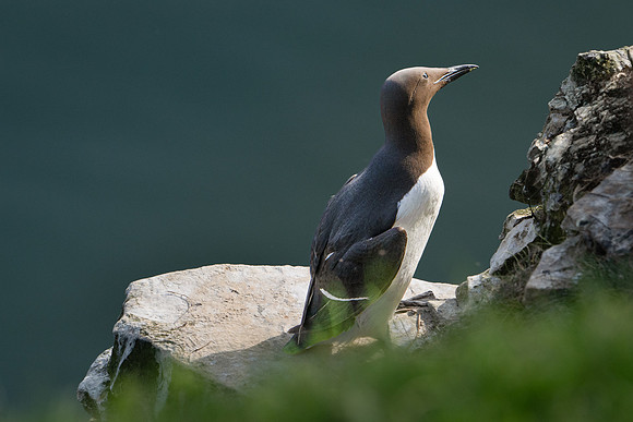 Guillemot -1