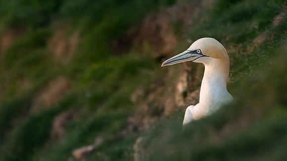 Bempton-94