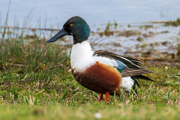 Shoveler -050422-1