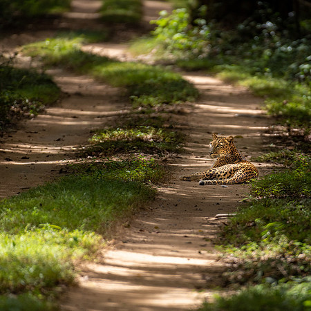 Leopard in Road