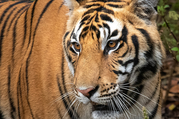 Tiger -2