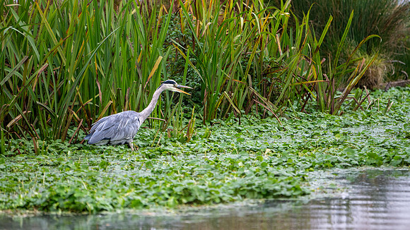 Grey Heron 141024-2