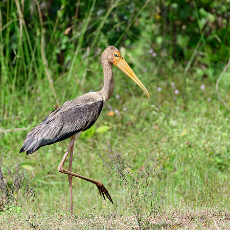 Painted Stork Juvenile