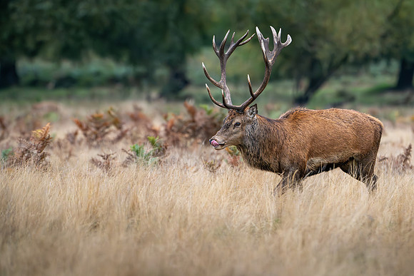 Red Deer Stag 141024-13