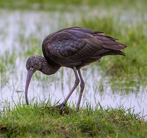 Ibis-1