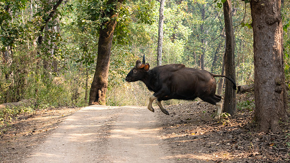 Gaur -2