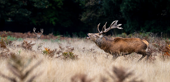 Red Deer Stag 141024-11
