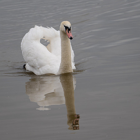 Mute Swan 250325-1