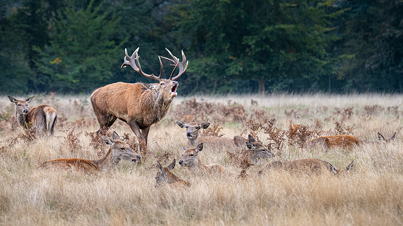 Red Deer Stag 141024-20