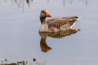 Greylag Goose-050422-1