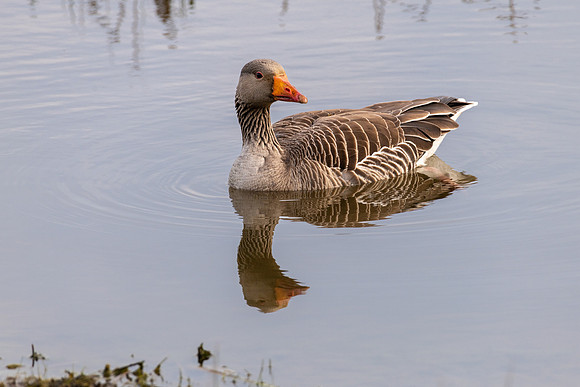 Greylag Goose-050422-1