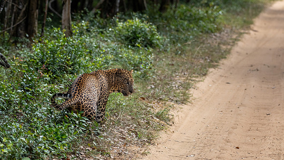 Large Male Leopard Marking Territory -2