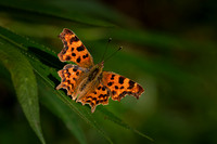 Comma 270722 -2
