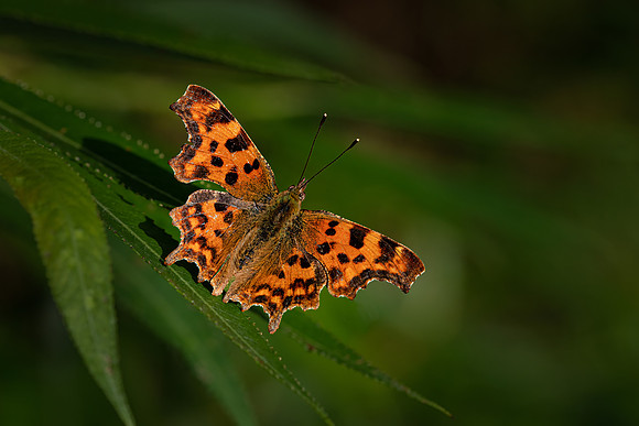 Comma 270722 -2