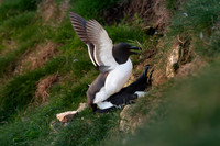Razorbill -11