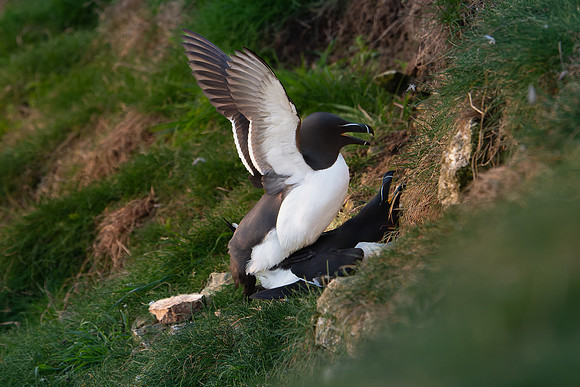 Razorbill -11
