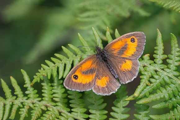 Gatekeeper 170724