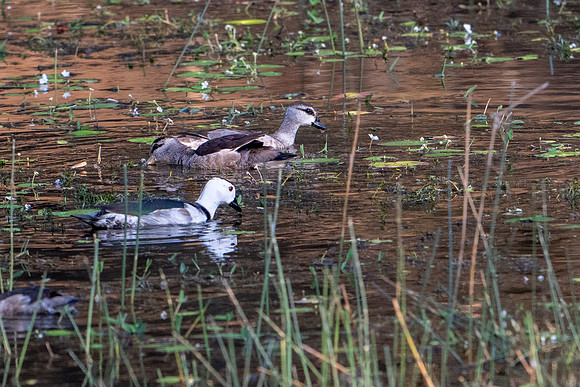 Cotton Pygmy Goose