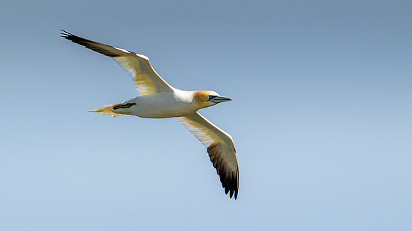 Bempton-49