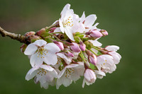 Cherry Blossom 020425-4