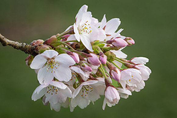 Cherry Blossom 020425-4