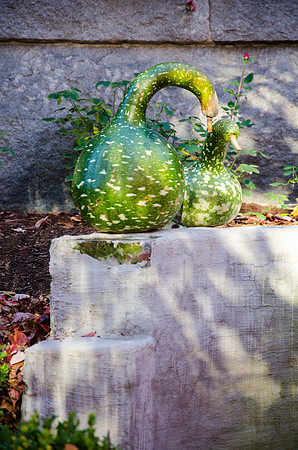 Concord - Halloween Gourds