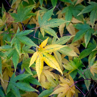 Batsford-7