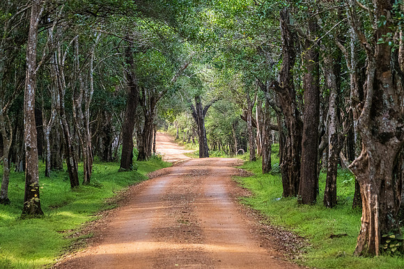 Wilpattu Woodland