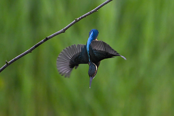 Kingfisher 090724-10