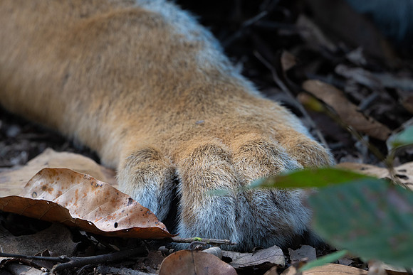 Tiger Paw