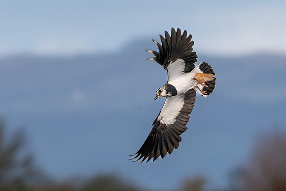 Lapwing 070125