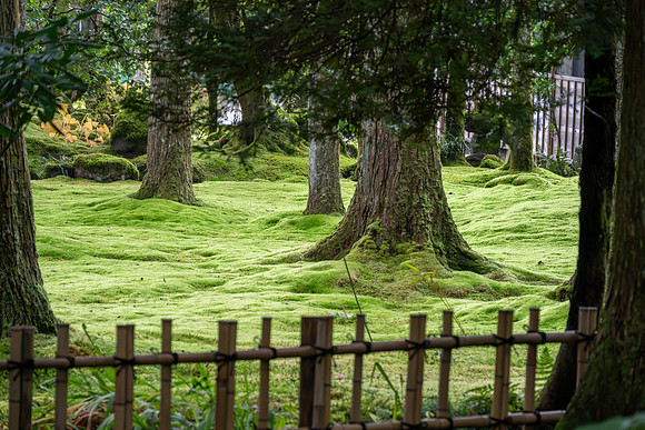 Hiyo Moss Garden-8